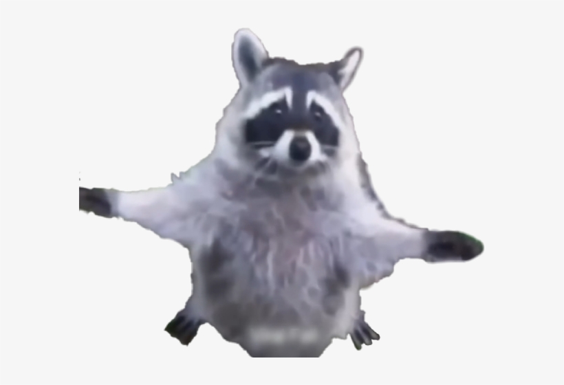 Raccoon, transparent png download