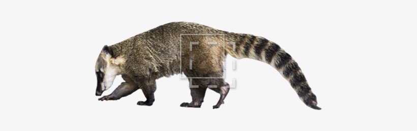 Parent Category - Zoo, transparent png download