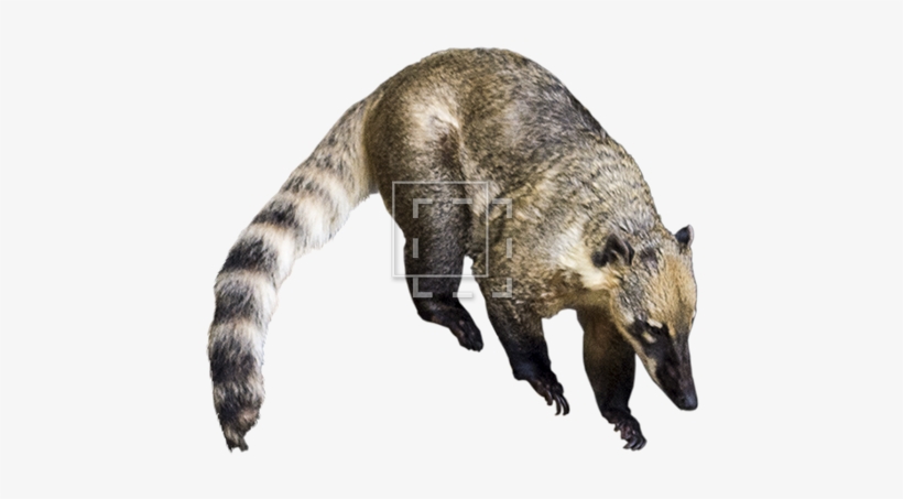 Parent Category - Racoon Type Animal, transparent png download