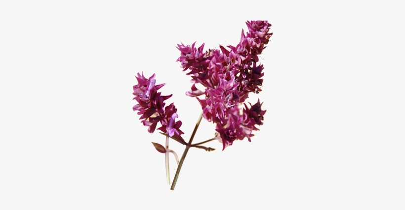 Clary Sage - Clary Sage Plant Png, transparent png download