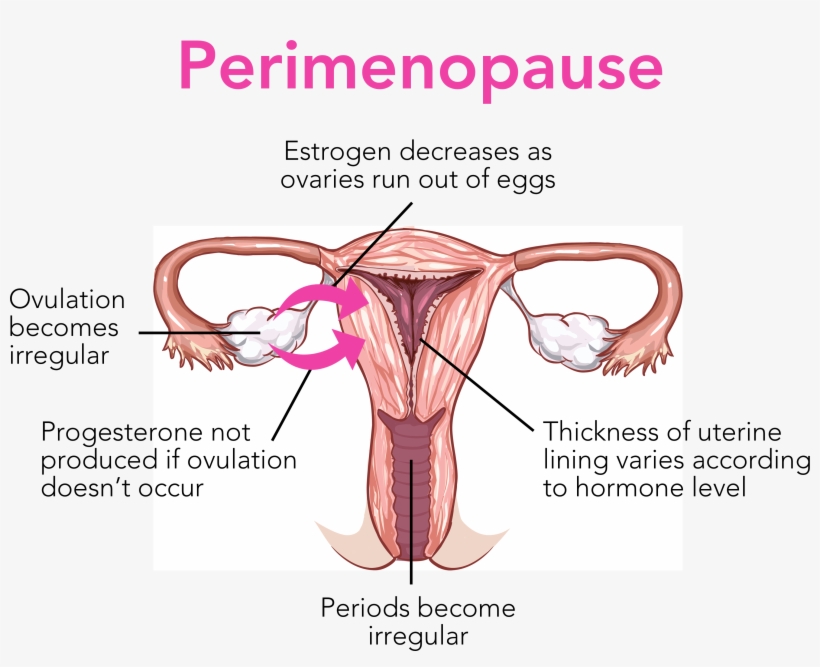Vagina - Diagram, transparent png download