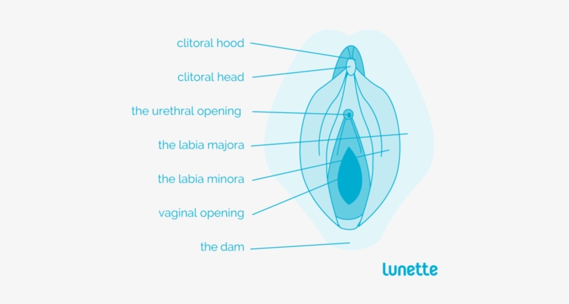 So Where Is The Vagina, Exactly - Lunette Cup, transparent png download