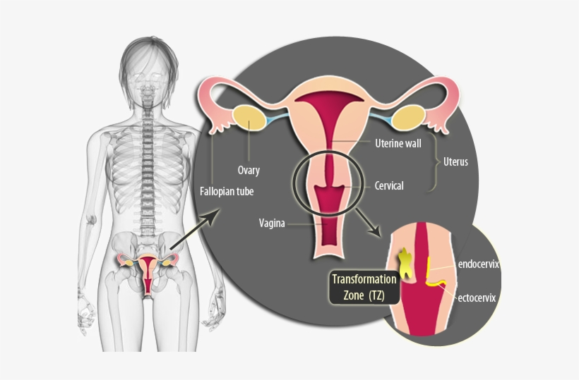 Vagina-scheme, transparent png download