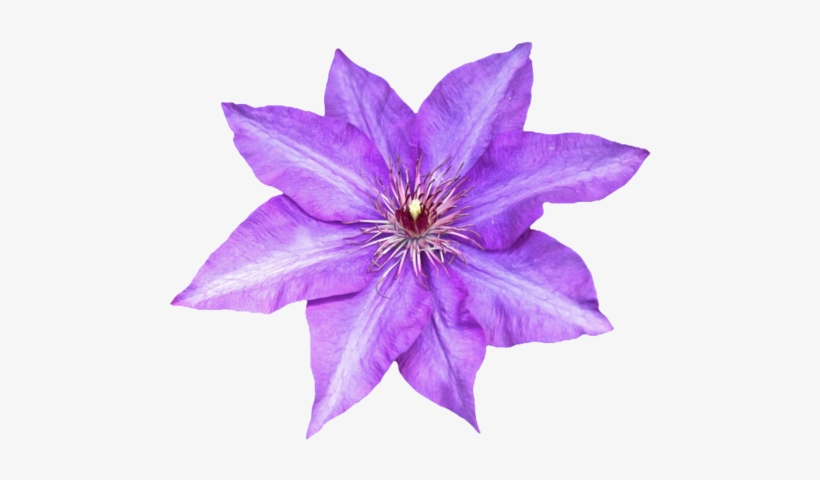 Purple Flower Transparent Background, transparent png download