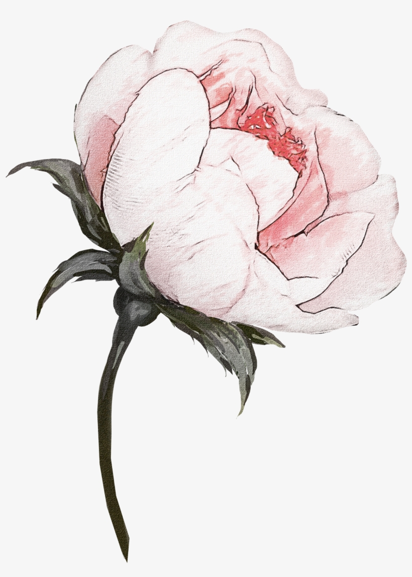 H927 - Flower, transparent png download