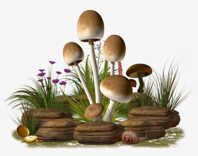 Mushroom Png Transparent Image - Mushroom Png, transparent png download