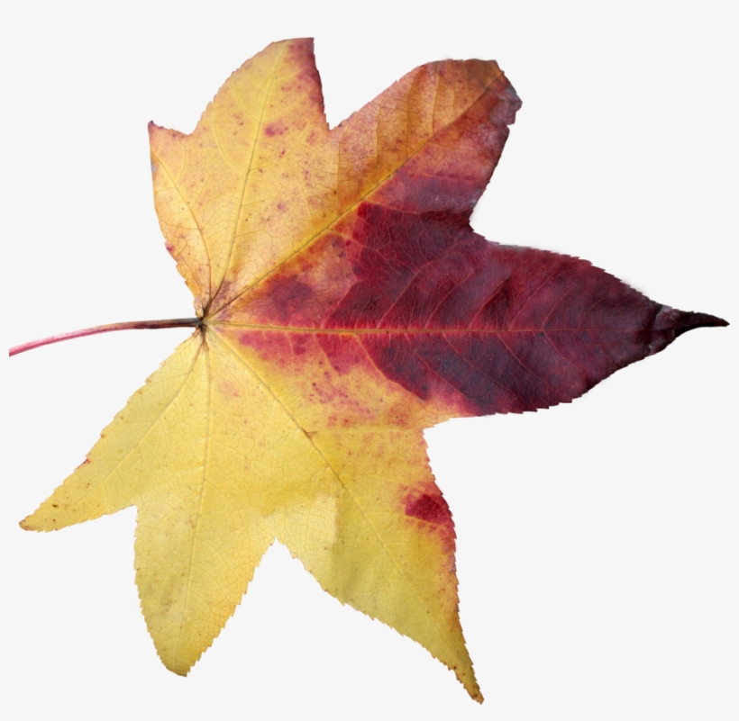 Leaf Png 05 By Thy Darkest Hour - Old Leaf Png, transparent png download
