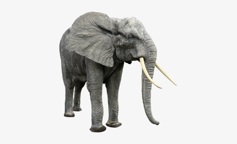 Why Are They Endangered - Big Animal And Small Animal, transparent png download