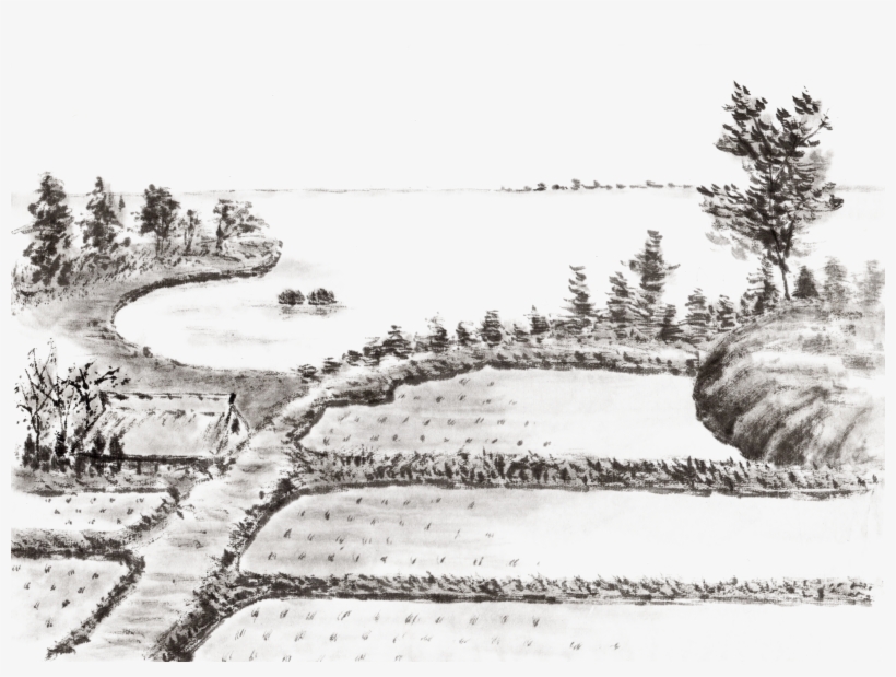 Paddy Field Drawing Rice Painting Illustration, transparent png download