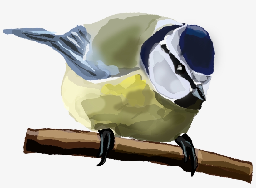 Bird Eurasian Blue Tit House Sparrow Computer Icons - Custom Blue Tit Bird Shower Curtain, transparent png download