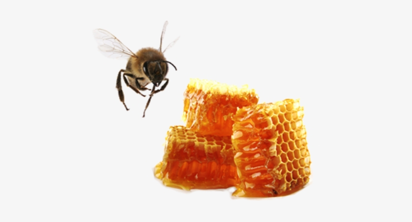 Picture - Bee And Honey Png, transparent png download