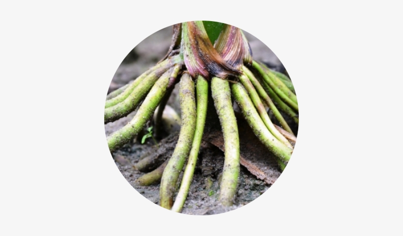 Roots - Maize, transparent png download