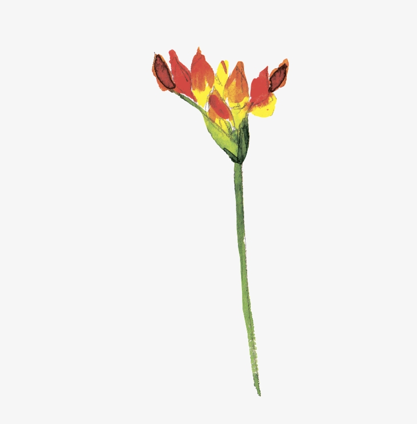 Rojo Fuego Flower Leaf Cartoon Png Transparente - Flower, transparent png download