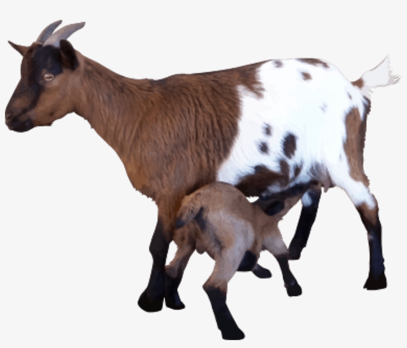 Free Png Goat Png Images Transparent - Goats Png, transparent png download