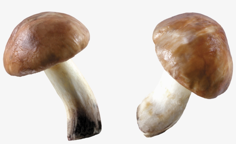 Mushroom Png, transparent png download