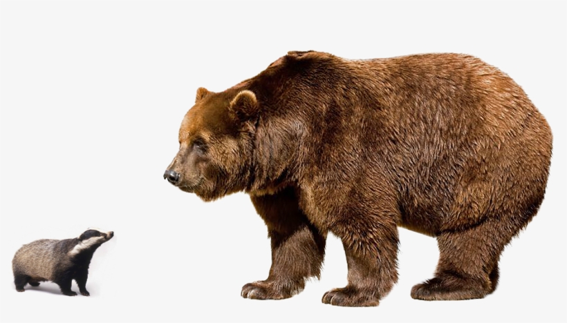 Brown Bear Png Image Background - Bear Vs Tiger Size, transparent png download