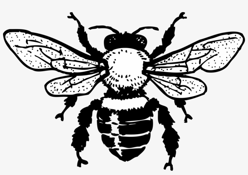 Free Honey Bee - Honey Bee Black And White, transparent png download