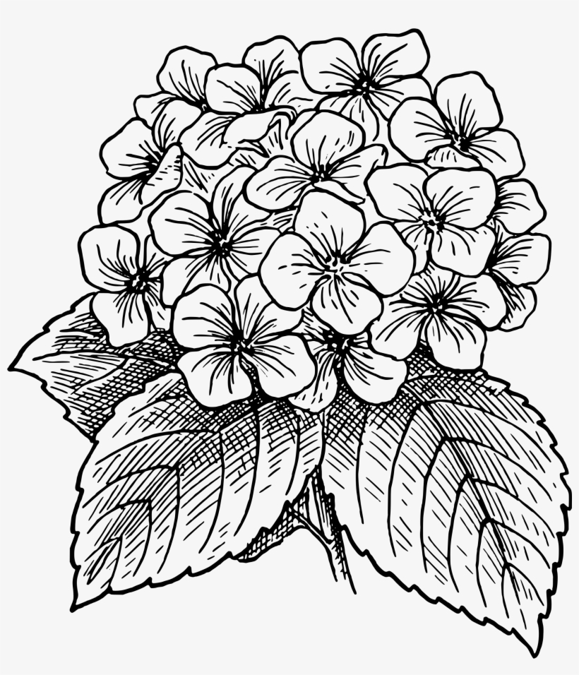 Hydrangea Clip Art, transparent png download
