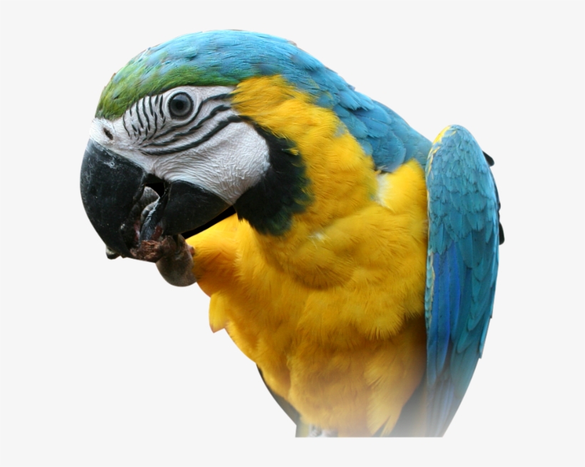 Blue And Yellow Macaw Head Png, transparent png download