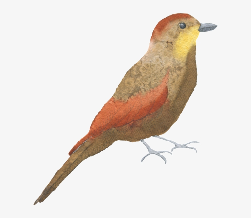Brown Red Bird Watercolor Transparent Decorative Pattern - Watercolor Painting, transparent png download