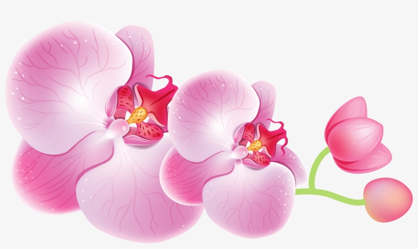Orchid Png, transparent png download