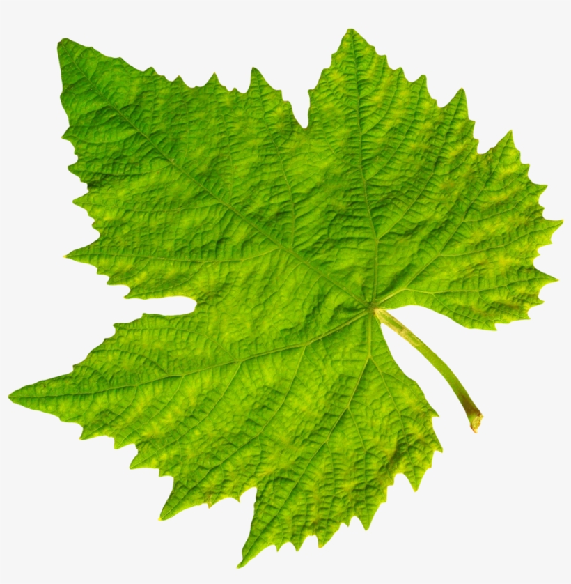Visit - Grape Vine Leaves, transparent png download