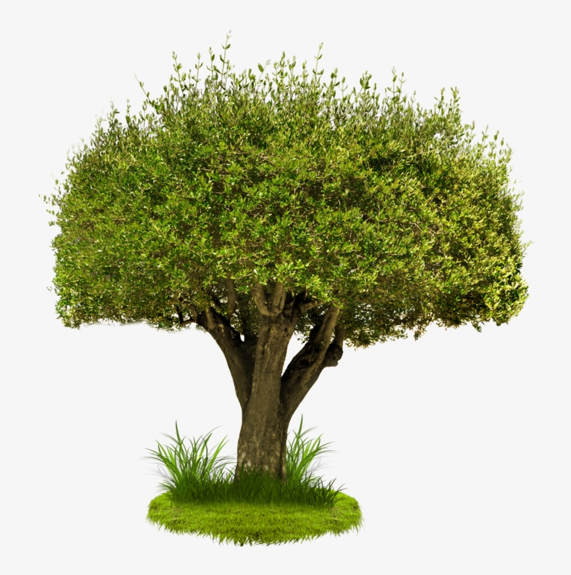 Watercolor Pine Tree Png Png Transparent Library - Tree Png, transparent png download