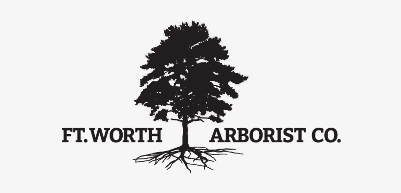 Fort Worth's Premier Tree Health Care And Arboriculture - Tree, transparent png download