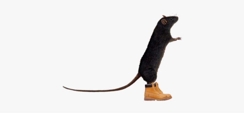 Lol My Edits Funny Lmao Lmfao Nyc Jokes New York Reblog, transparent png download