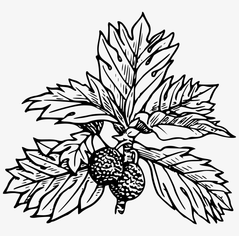 Bread And Fruit - Breadfruit Clipart Black And White, transparent png download