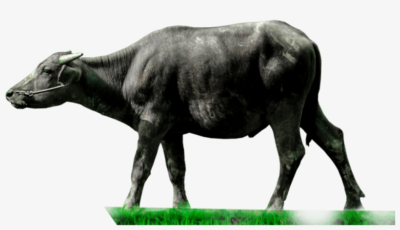 Animals Clipart Png,cartoon Animals Png,cute Animal - Water Buffalo Transparent, transparent png download