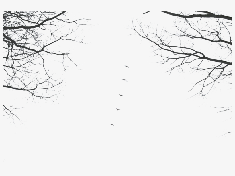 Branches Png Precut By Black Cat16 Stock-d6mxs9n - Cherry Blossom, transparent png download