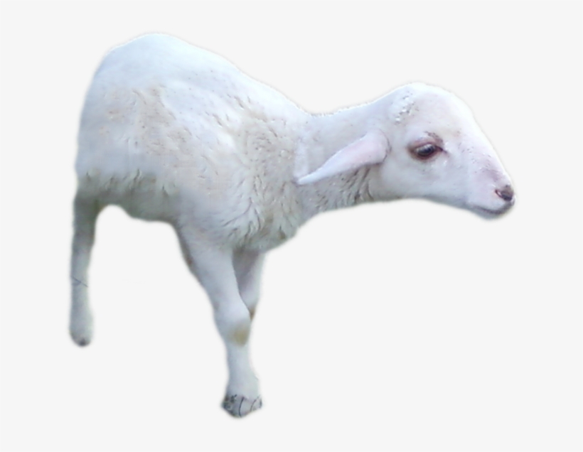 Go To Image - Sheep, transparent png download