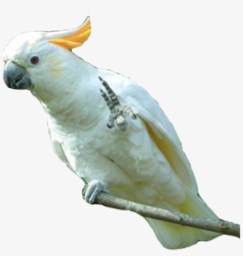 Download All Parrots Png Images And Transparent's To - Parakeet, transparent png download