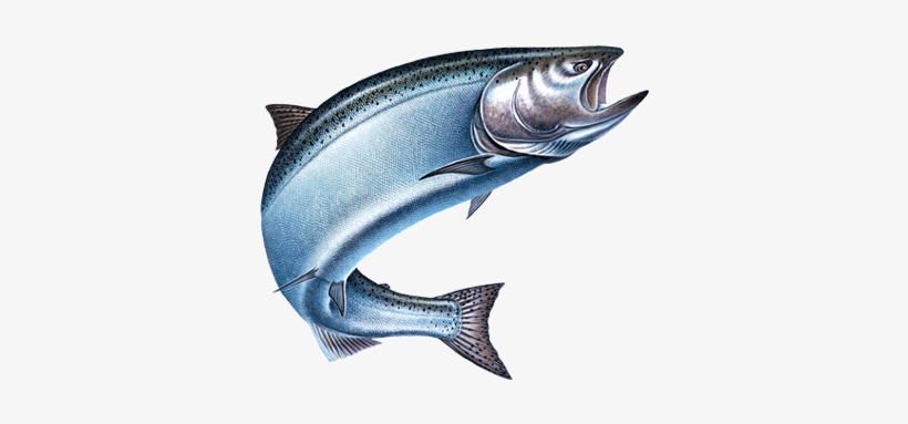 Kingsalmon - Rivers Edge Products Salmon Night Light, transparent png download