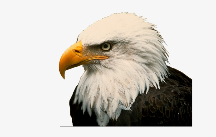 American Eagle Png Download - Bald Eagle On Drugs, transparent png download