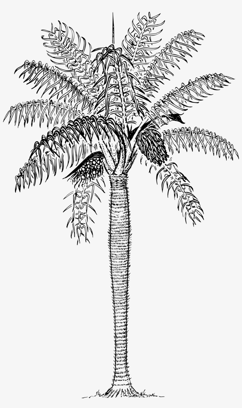 This Free Icons Png Design Of Prickly Palm, transparent png download