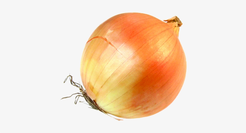 Onion - Onion Transparent, transparent png download