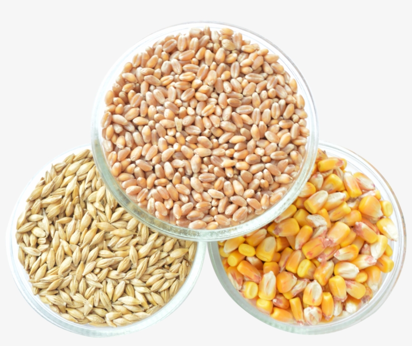 Corn Png Image, transparent png download