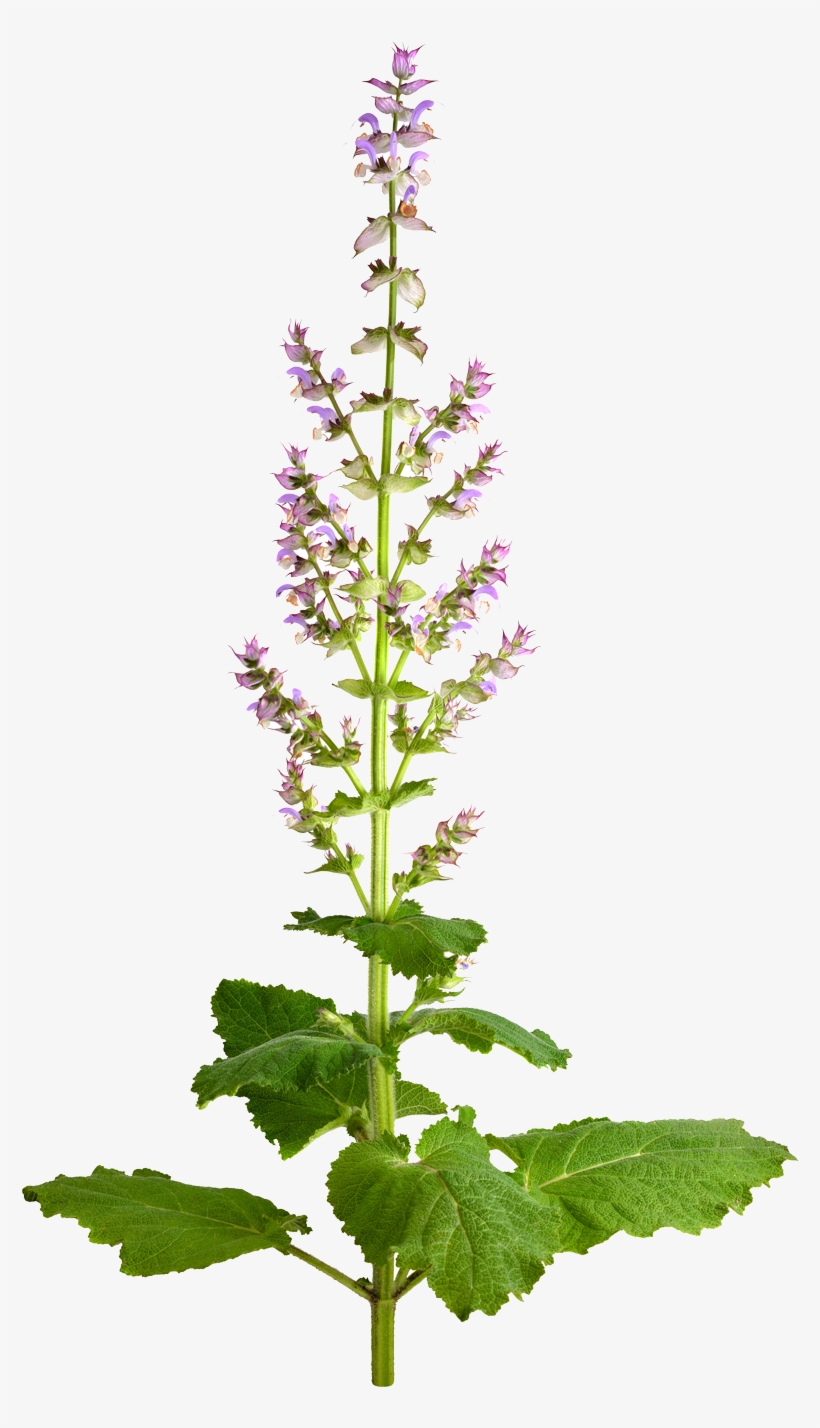 Sage - Amaro Salvia Sclarea, transparent png download