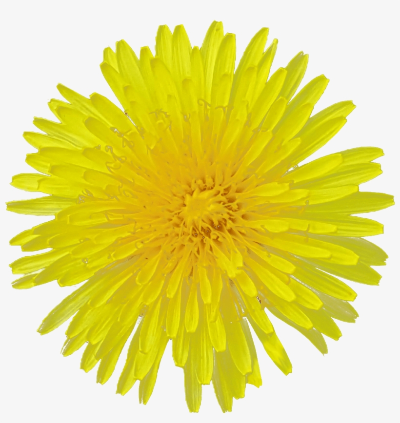 Dandelion Flower Transparent Image Flower - Flower With Clear Background, transparent png download