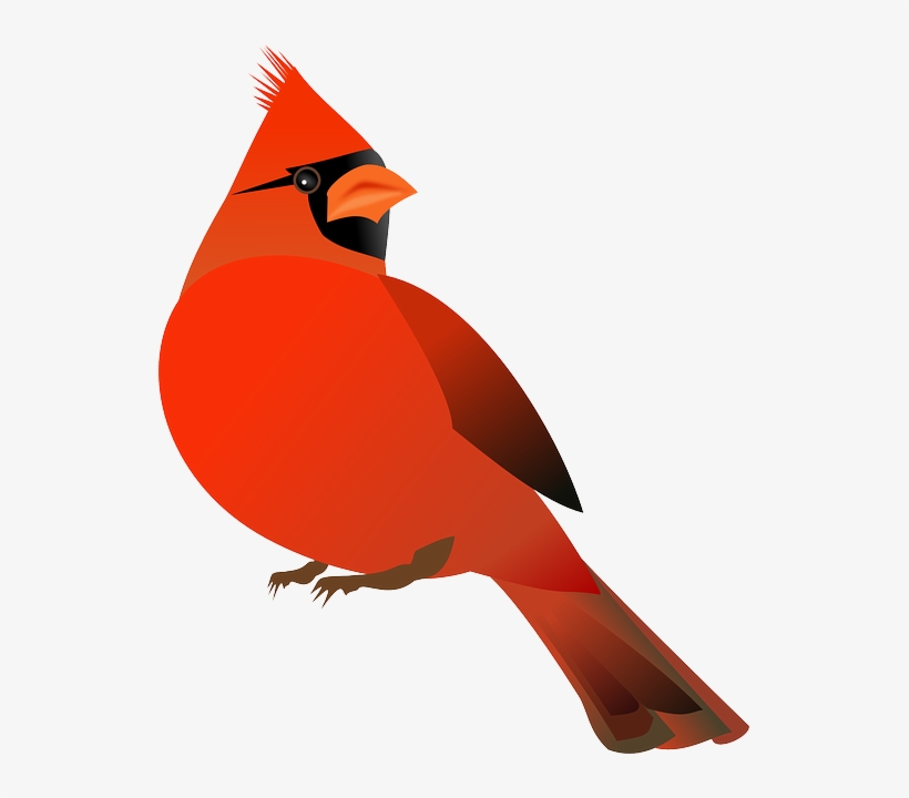 Free Cardinal Clipart - Cardinal Bird Clipart Transparent PNG - 498x597 -  Free Download on NicePNG