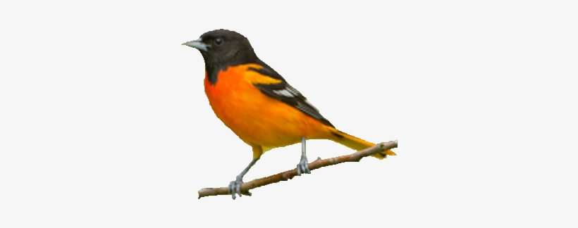 Baltimore Oriole Bird Png, transparent png download
