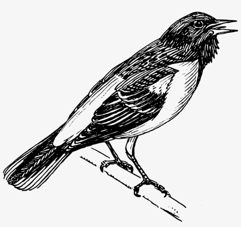Baltimore Orioles Bird Eurasian Golden Oriole Bald - Oriole Bird Black And White, transparent png download