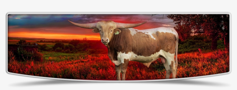 Lutt Longhorns Sale Banner Image - Lutt Longhorns, transparent png download