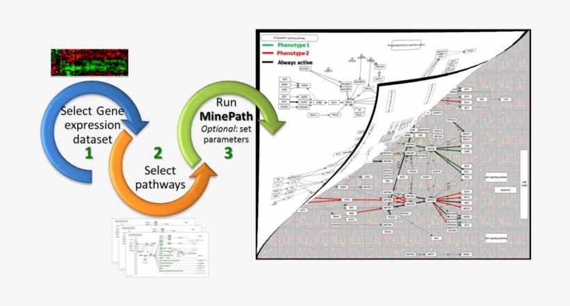 Bootstrap Image Preview - Pathway Analysis, transparent png download