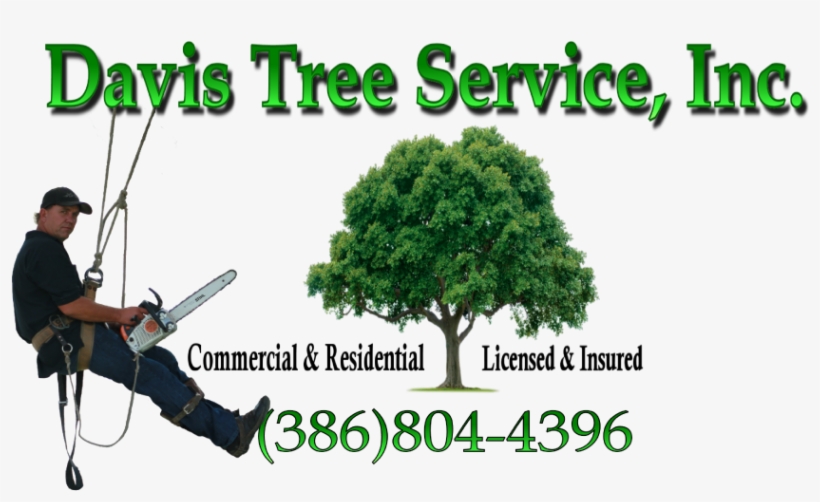 Cropped Tree Logo Davis - Drawings Of Trees, transparent png download