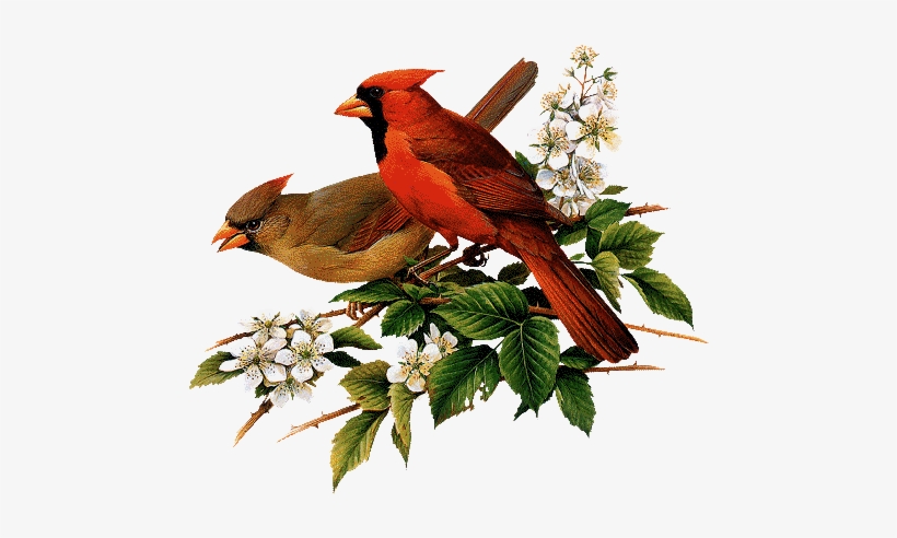 Cardinals - Roger Tory Peterson Cardinal, transparent png download
