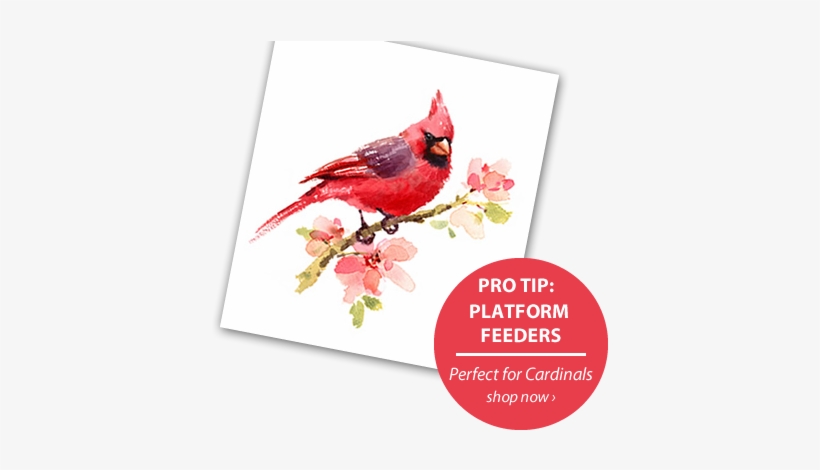 More Importantly, You Provide For The Birds In Your - United Visual Products Place Orders Here Sign, transparent png download