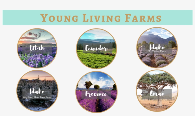 Why Essential Oils - Young Living Farms, transparent png download